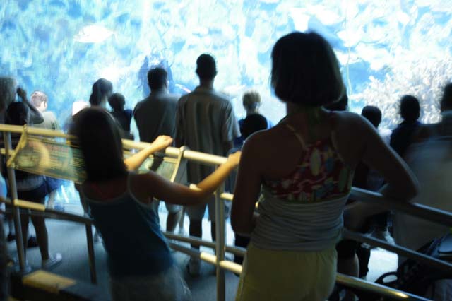img2003-07-18_070-aquarium