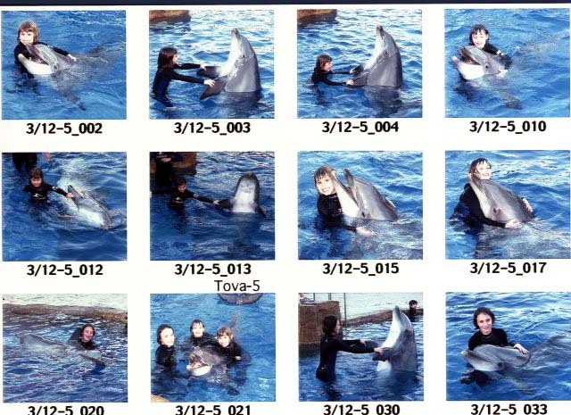combine_photo_with_dolphines-small-p