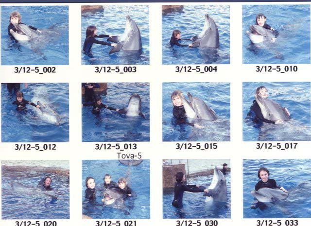 combine_photo_with_dolphines-small