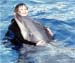 nomi_with_dolphin-4-p